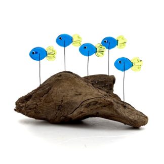 DRIFTWOOD MINNOWS