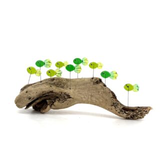 DRIFTWOOD MINNOWS #16