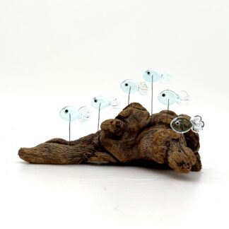 DRIFTWOOD MINNOWS #17